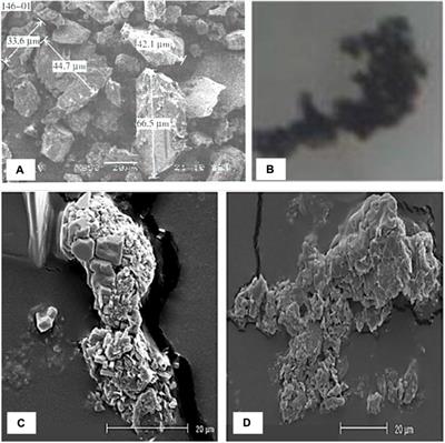 Review of the action of organic matter on mineral sediment flocculation